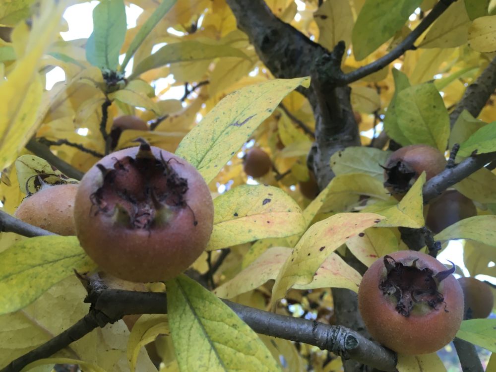 Mespilus germanica Mispel
