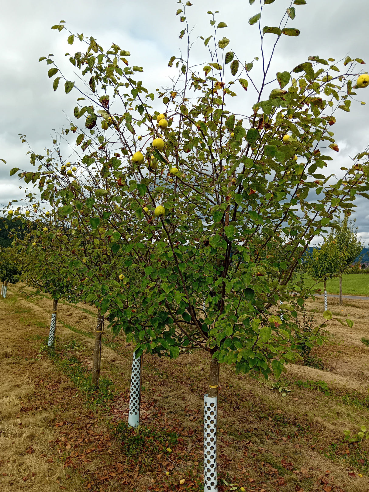 Cydonia 'Wudonia'                      CAC Quitte 'Wudonia'