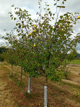 Cydonia 'Wudonia'                      CAC Quitte 'Wudonia'