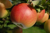 Malus 'Galiwa'  -R-                           CAC Apfel 'Galiwa'