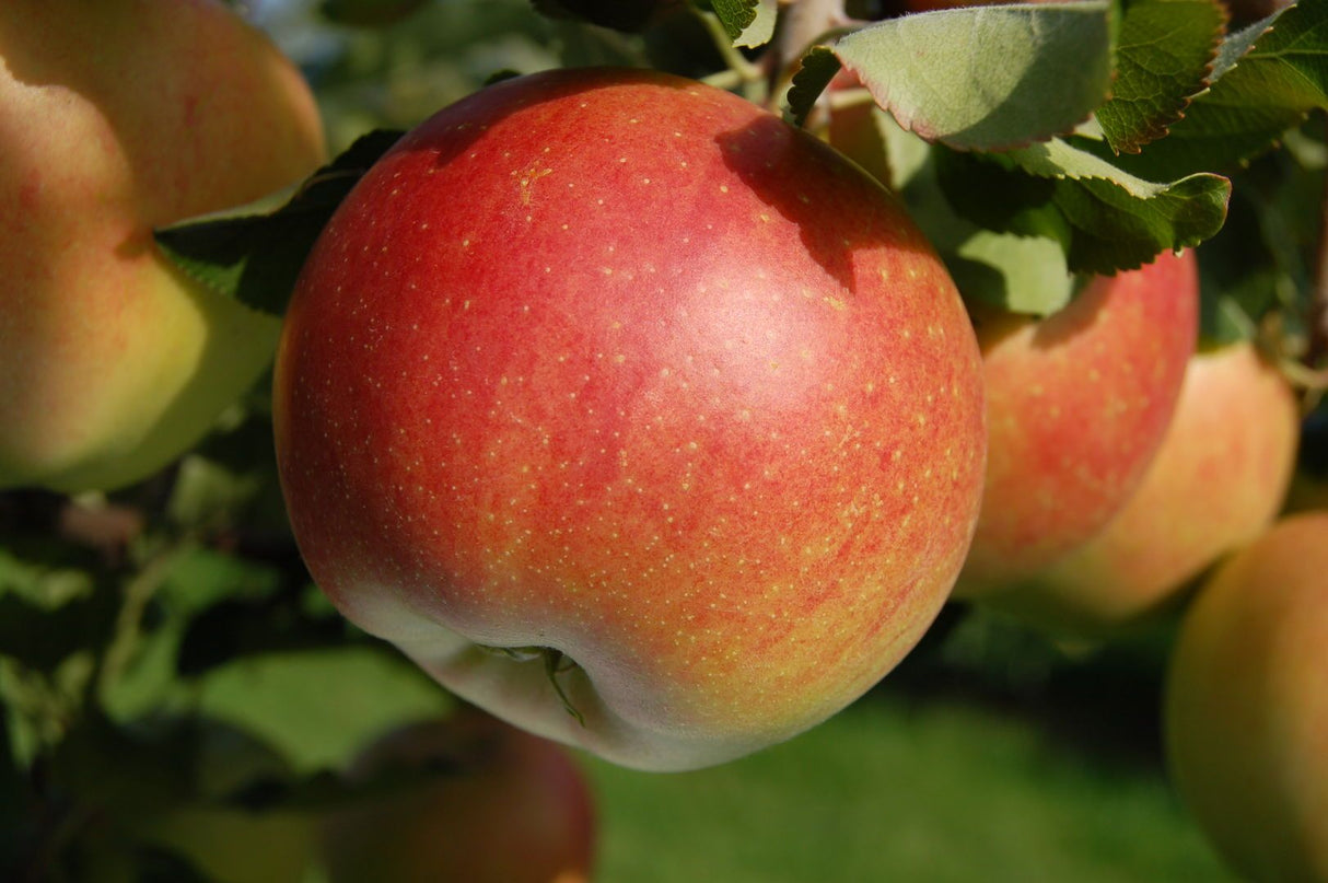 Malus 'Galiwa'  -R-                           CAC Apfel 'Galiwa'