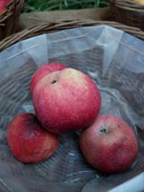 Malus 'Gloster 69'                     CAC Apfel 'Gloster 69'                  mittel