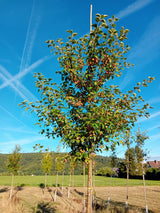 Malus 'Evereste'  -R- Zierapfel 'Evereste'  -R-