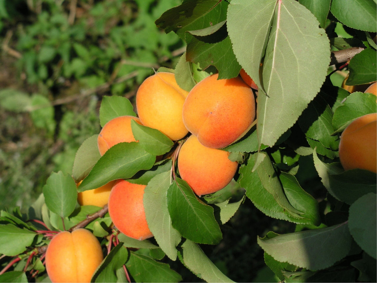 Prunus arm.'Compacta'                          CAC Aprikose 'Compacta' NEUHEIT
