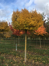 Acer campestre 'Nanum' Kugel-Feldahorn