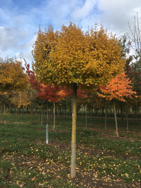 Acer campestre 'Nanum' Kugel-Feldahorn
