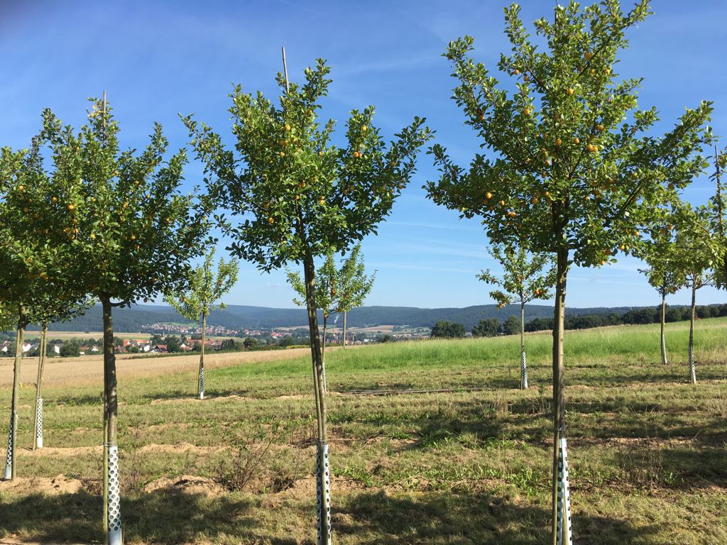 Prunus syr.'Aprimira'              CAC Aprikosenmirabelle 'Aprimira' NEUHEIT