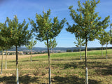 Prunus syr.'Aprimira'              CAC Aprikosenmirabelle 'Aprimira' NEUHEIT