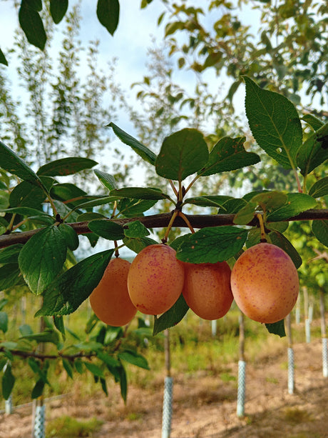 Prunus syr.'Miroma' Mirabelle 'Miroma'