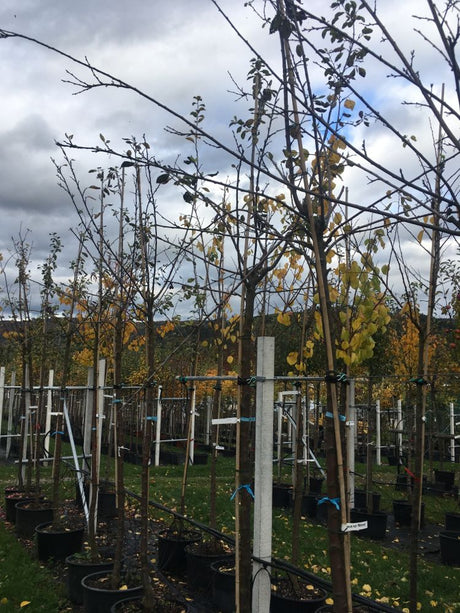 Prunus syr.'Miroma' Mirabelle 'Miroma'