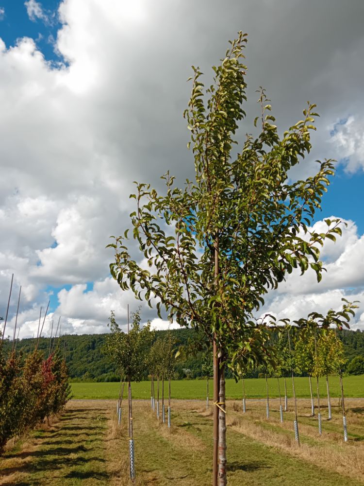 Pyrus com.'Rote Williams Christ'       CAC Birne 'Rote Williams Christ'