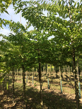 Zelkova serrata Japanische Zelkove
