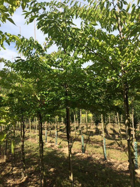 Zelkova serrata Japanische Zelkove