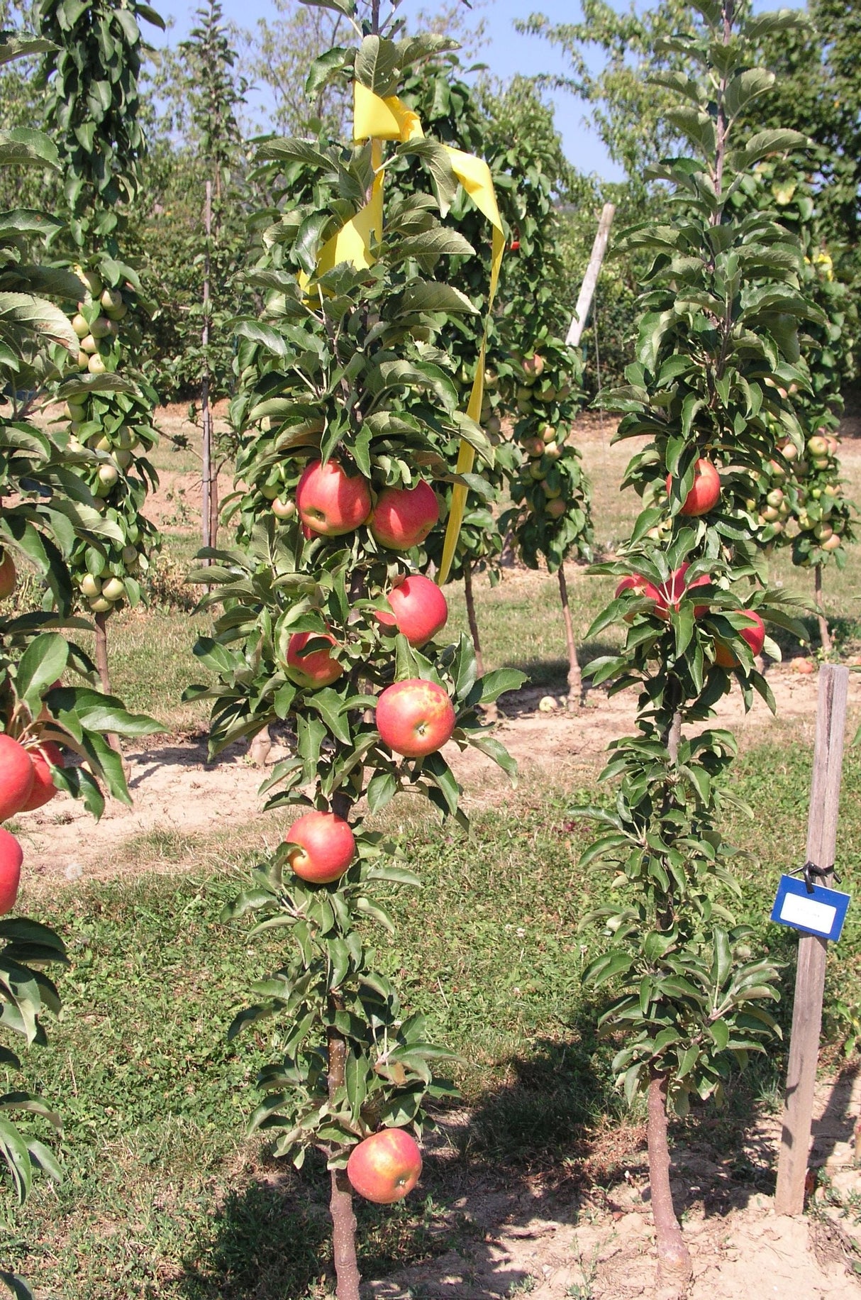 Malus 'Starcats'  -S-                  CAC Säulenapfel 'Starcats'  -S-