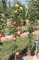 Malus 'Starcats'  -S-                  CAC Säulenapfel 'Starcats'  -S-