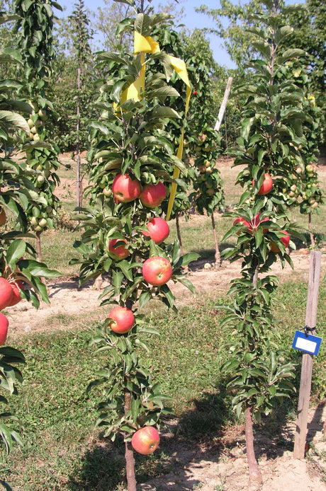 Malus 'Starcats'  -S-                  CAC Säulenapfel 'Starcats'  -S-