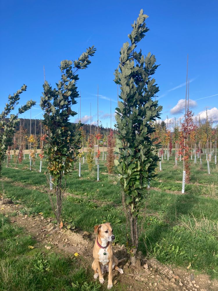 Quercus x warei 'Regal Prince' Säuleneiche 'Regal Prince'
