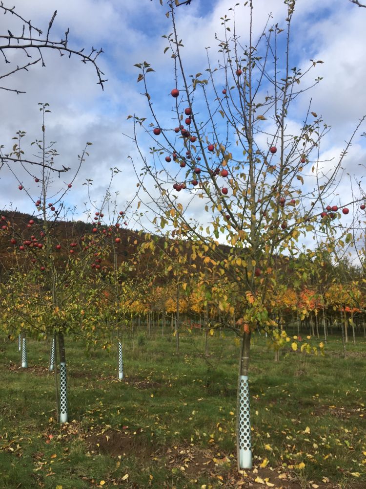 Malus 'Roter Pinova'                CAC Apfel 'Roter Pinova'