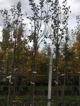 Malus 'Rubinette'  -R-                 CAC Apfel 'Rubinette'  -R-              mittel