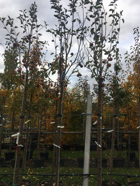 Malus 'Rubinette'  -R-                 CAC Apfel 'Rubinette'  -R-              mittel
