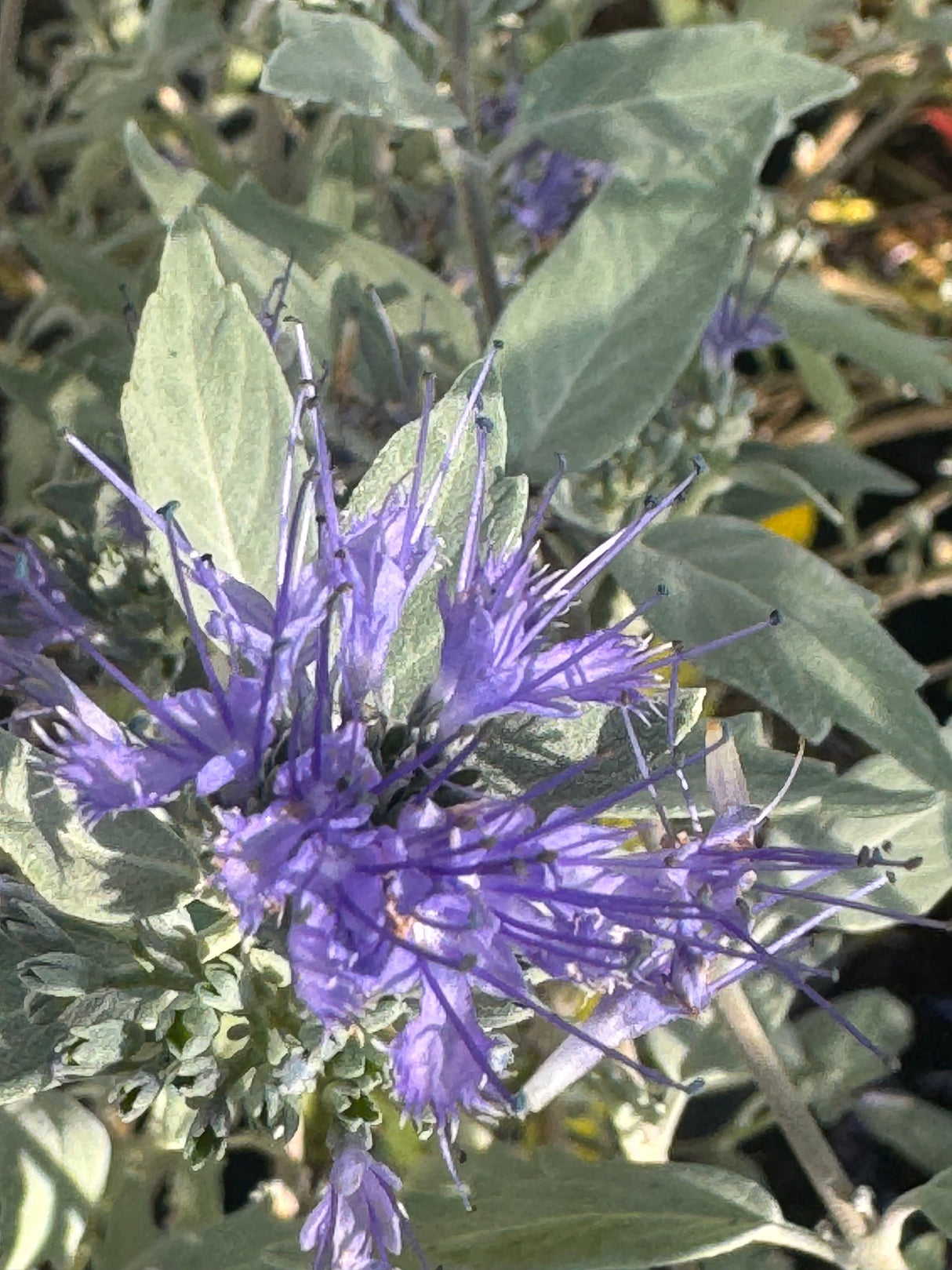 Caryopteris clandonensis 'Sterling Silver' Bartblume `Sterling Silver`