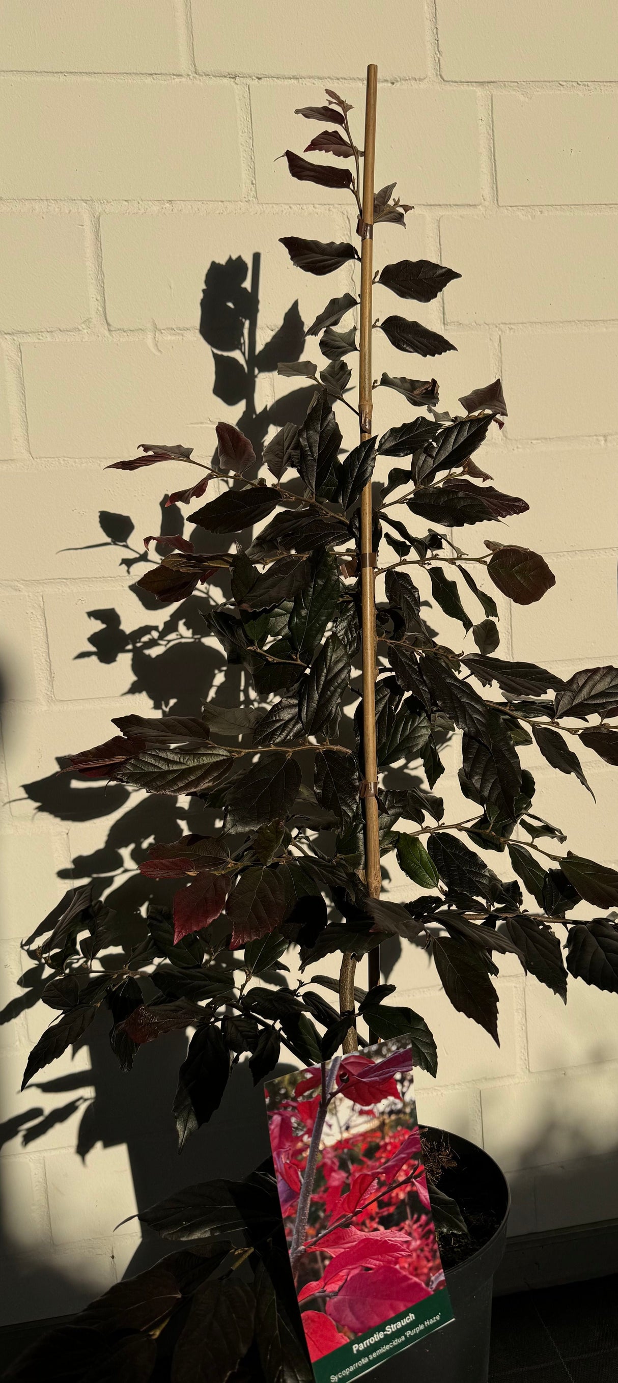 Sycoparrotia semidecidua 'Purple Haze' Parrotie-Strauch