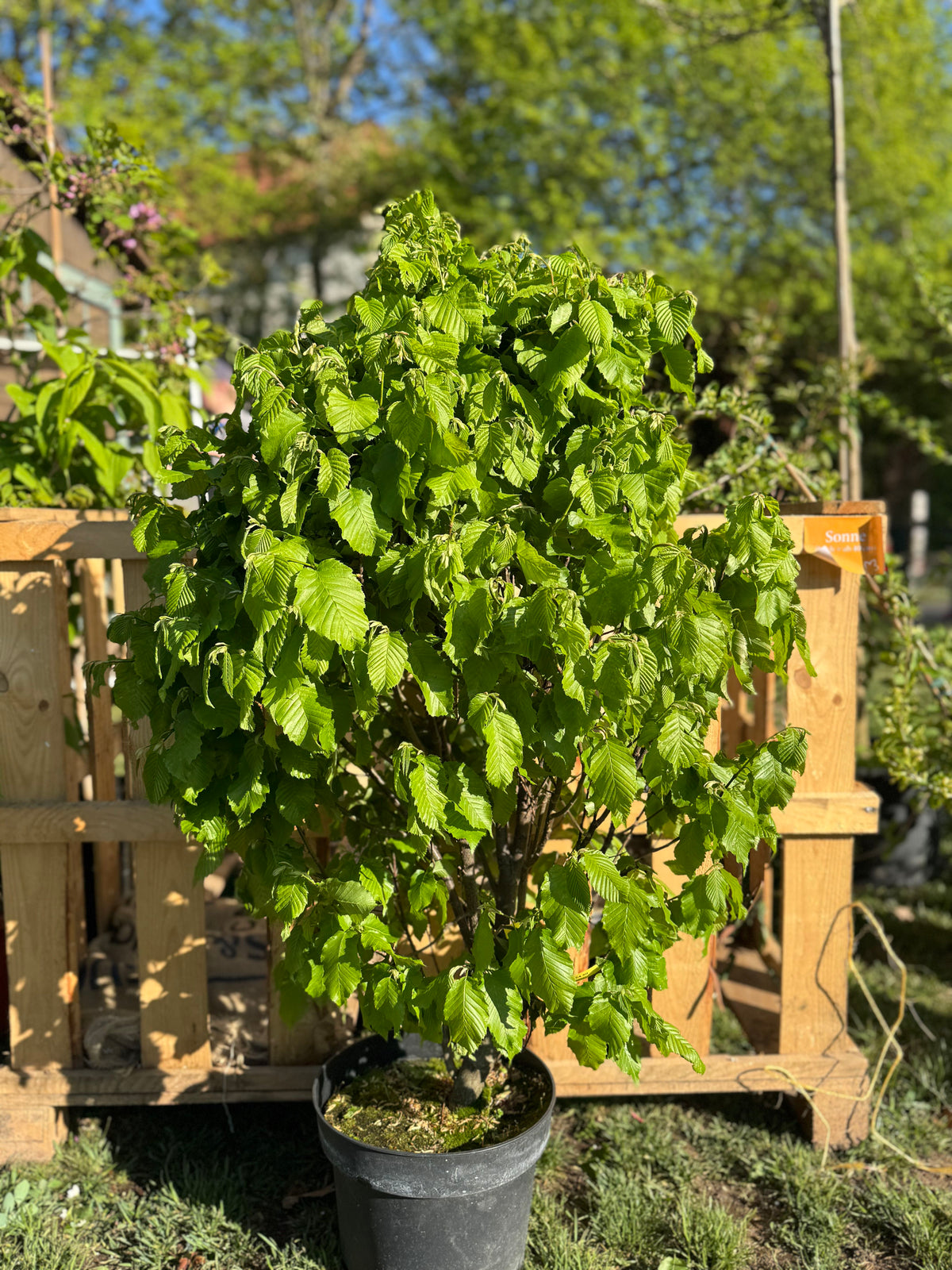 Carpinus betulus 'Monumentalis' Säulen-Hainbuche 'Fastigiata Monument'