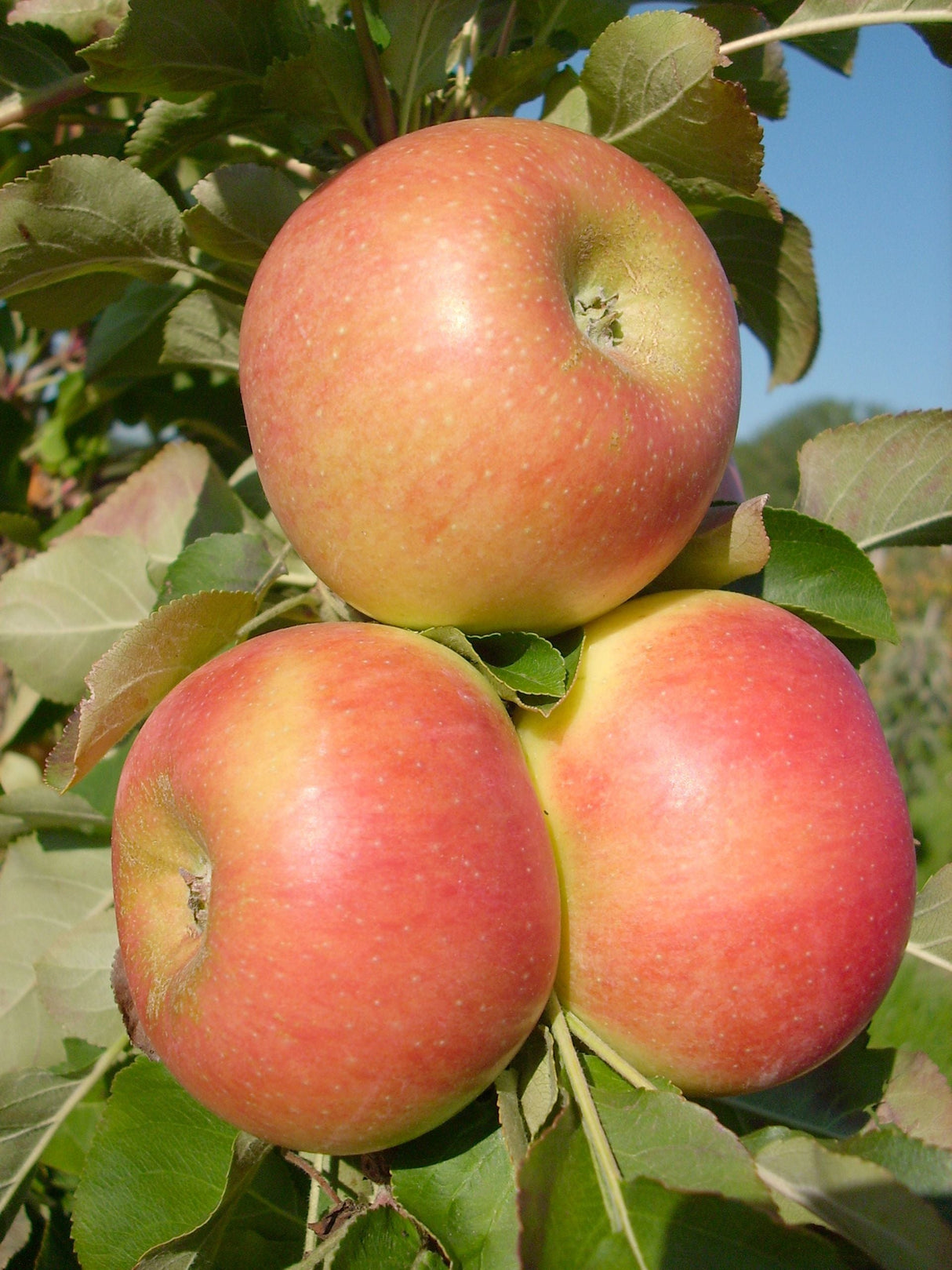Malus 'Rhapsodie'  -S-                 CAC Säulenapfel 'Rhapsodie'  -S-
