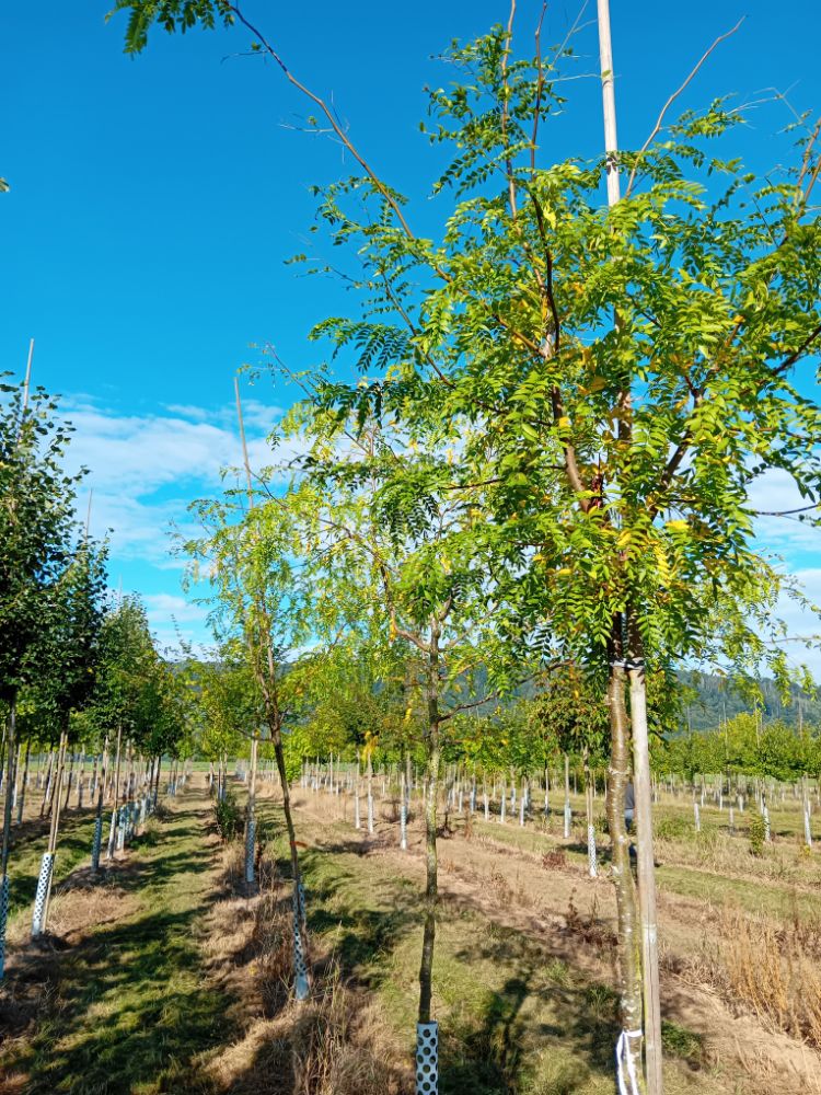 Gleditsia triacanthos 'Skyline' Lederhülsenbaum 'Skyline'