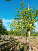 Gleditsia triacanthos 'Skyline' Lederhülsenbaum 'Skyline'
