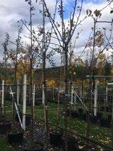 Prunus syr.'Miroma' Mirabelle 'Miroma'