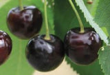 Prunus av.'Schubacks Frühe Schwarze'   CAC Brennkirsche 'Schubacks Frühe Schwarze'