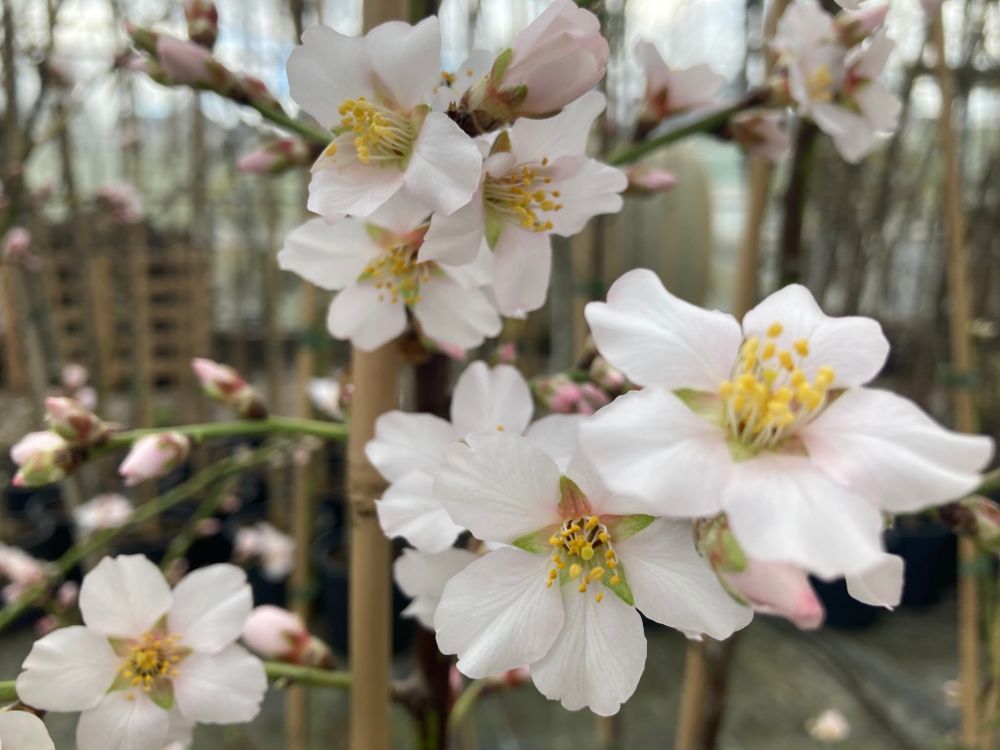 Prunus amy.'Palatina' Fruchtmandel 'Palatina' NEUHEIT
