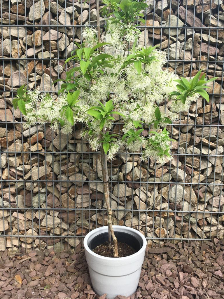 Chionanthus virginicus Schneeflockenstrauch