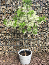 Chionanthus virginicus Schneeflockenstrauch