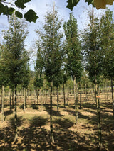 Fagus sylvatica 'Asplenifolia' Farnblättrige Rotbuche