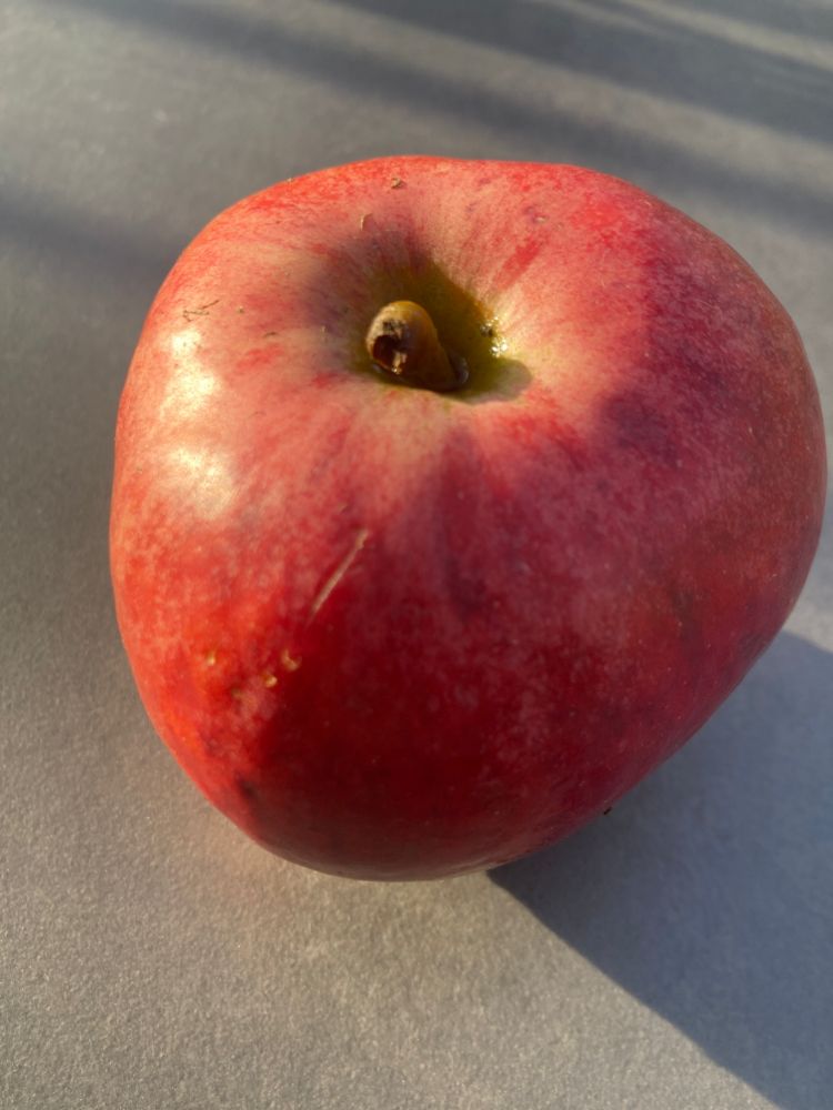 Malus 'Hessische Tiefenblüte'              CAC Apfel 'Hessische Tiefenblüte'