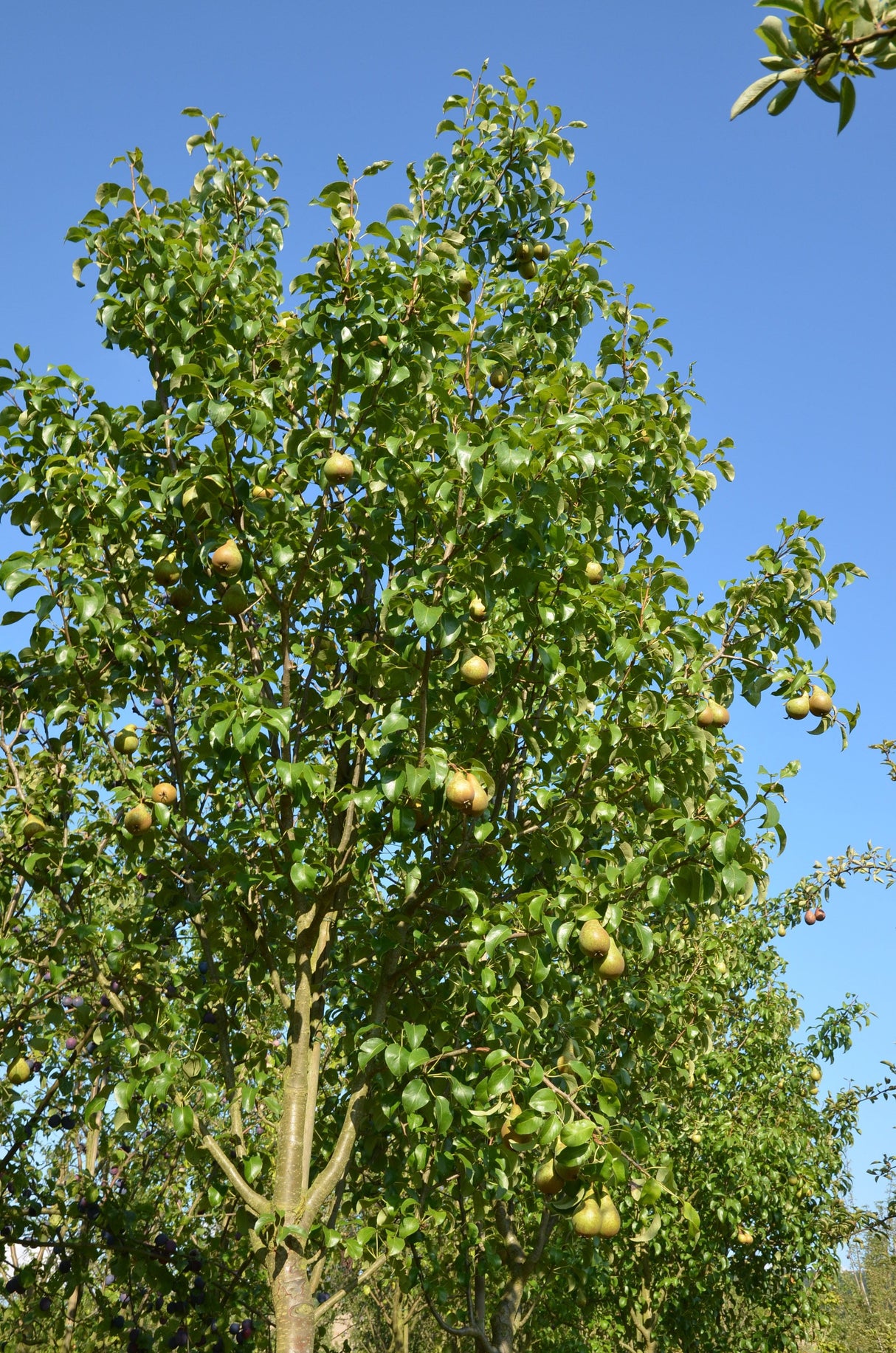 Pyrus com.'Concorde'  -S-              CAC Birne 'Concorde'  -S-