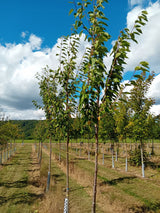 Prunus av." Rintelner Ochsenherz"        CAC Süßkirsche " Rintelner-Ochsenherz"    4-5.KW