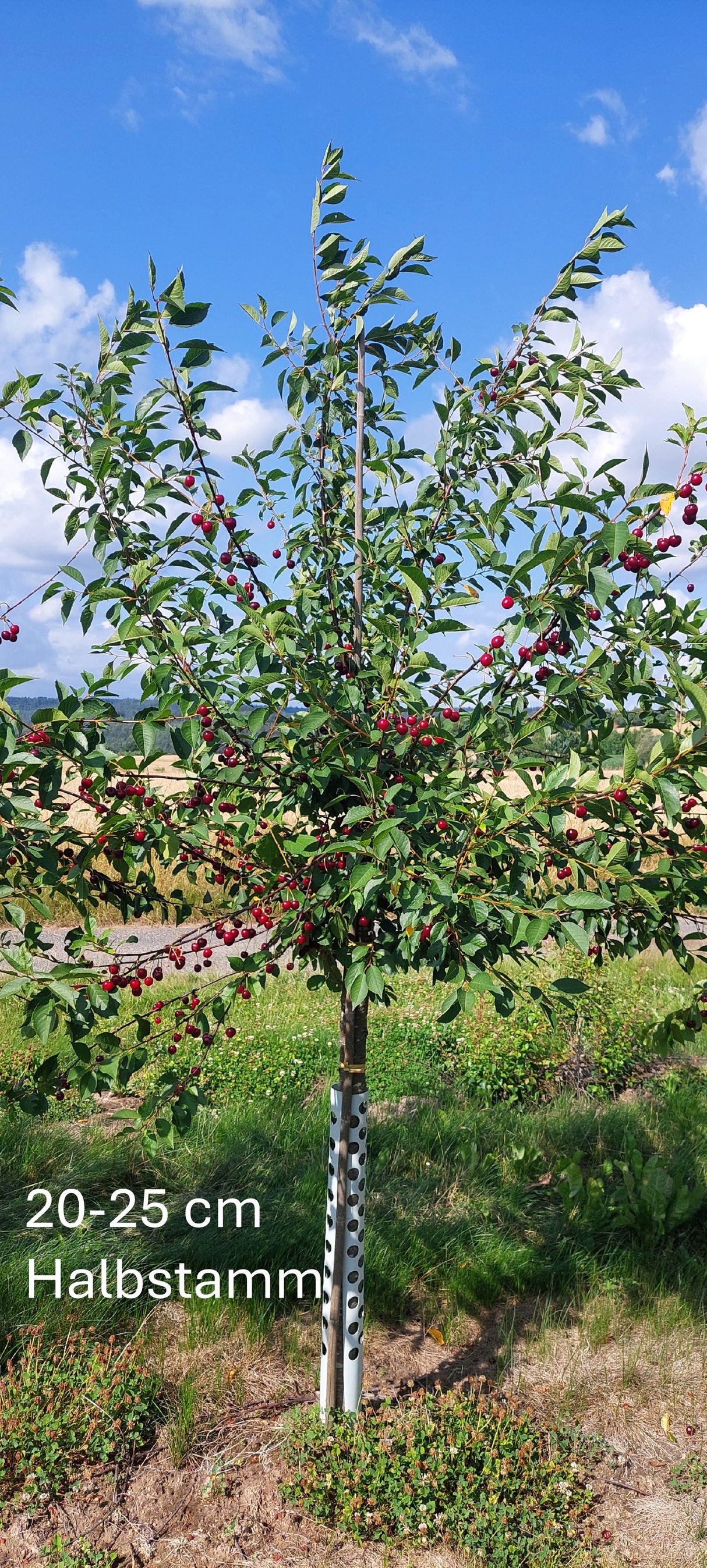 Prunus cer.'Heimanns Rubinweichs.'     CAC Sauerkirsche 'Heimanns Rubinweichsel'