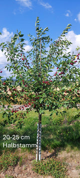 Prunus cer.'Heimanns Rubinweichs.'     CAC Sauerkirsche 'Heimanns Rubinweichsel'