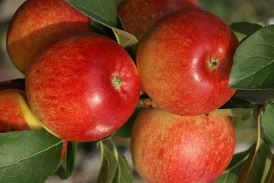 Malus 'Campanilo'  -R- primo           CAC Säulenapfel 'Campanilo'  -R- primo