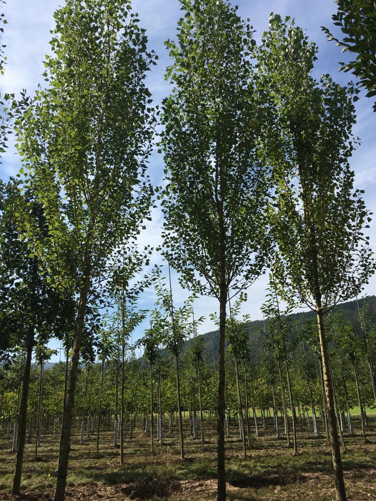 Populus nigra 'Italica' Pyramidenpappel