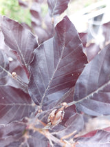 Fagus sylvatica 'Dawyck Purple' Säulen-Blutbuche 'Dawyck Purple'