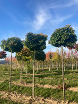 Quercus palustris 'Green Dwarf' Sumpf-Eiche 'Green Dwarf'