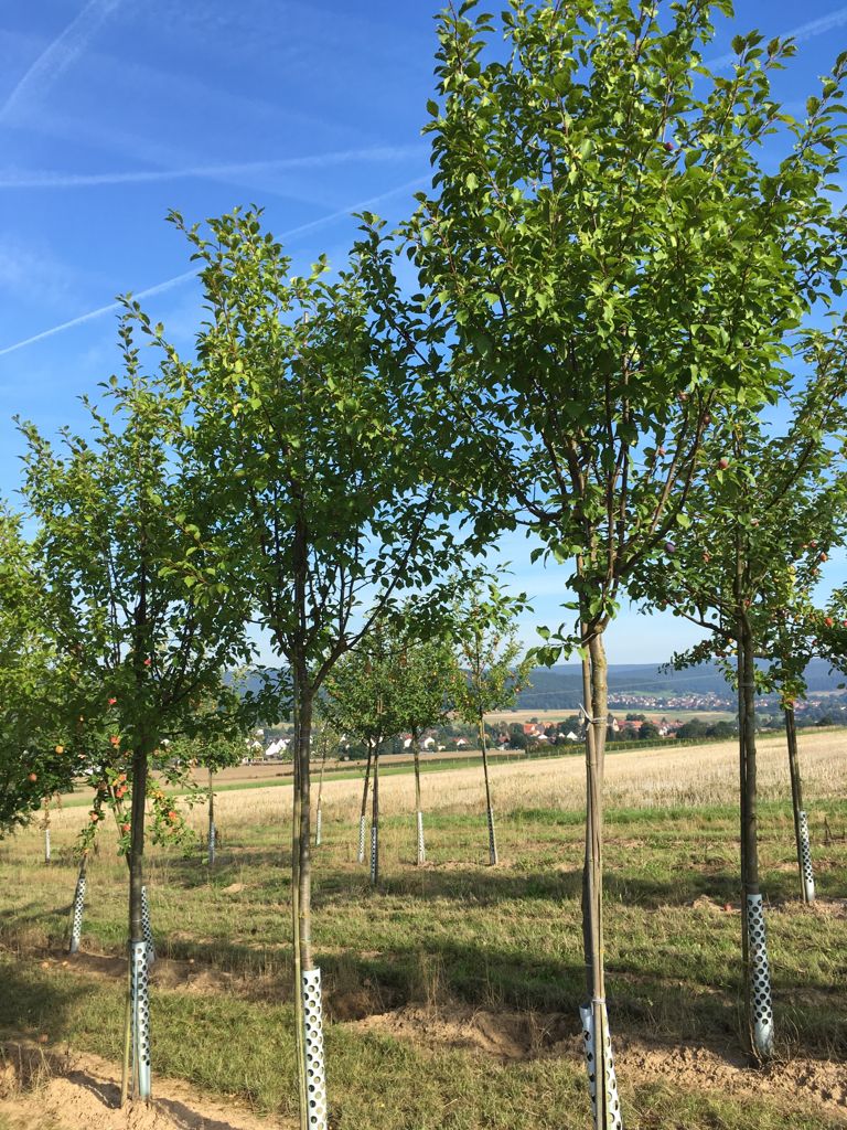 Prunus dom.'Hanita'  -S-               CAC Zwetsche 'Hanita'  -S-              mittel