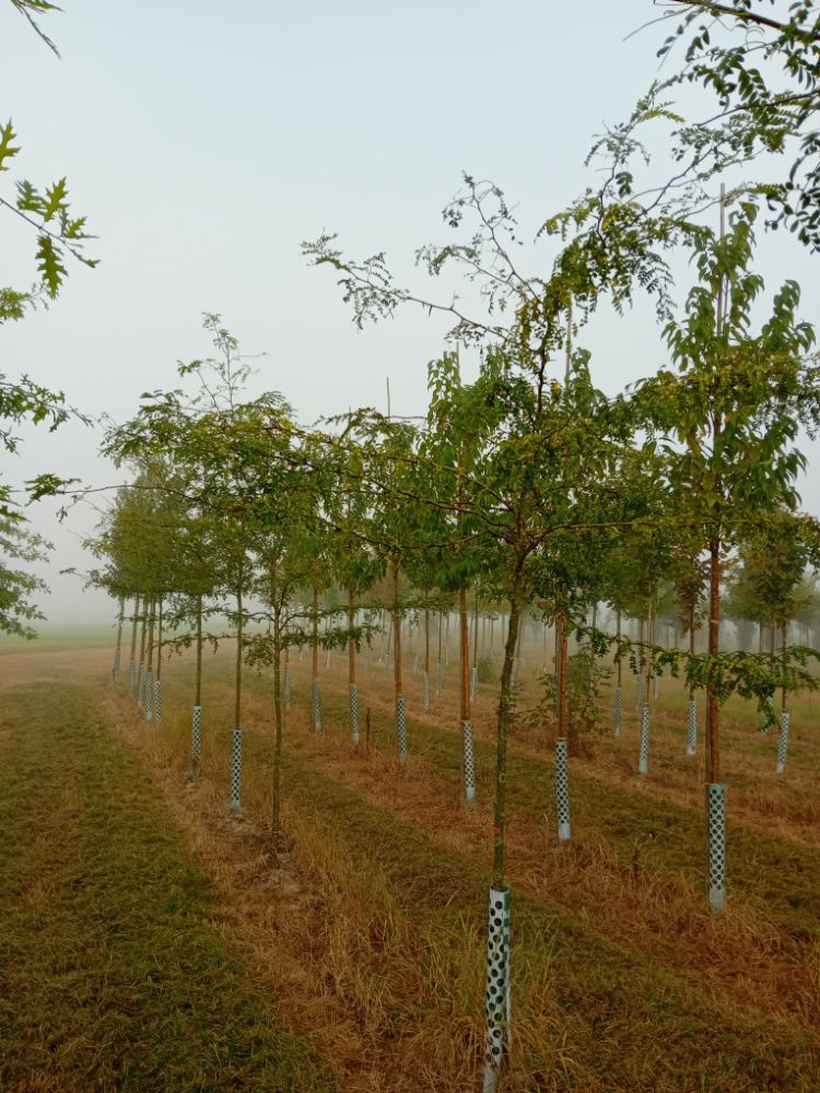 Gleditsia triacanthos Lederhülsenbaum