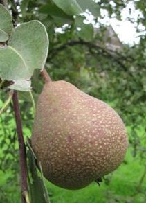 Pyrus com.'Sommerblutbirne'             CAC Birne 'Sommerblutbirne'