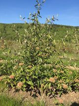 Viburnum 'Pragense' Prager Schneeball