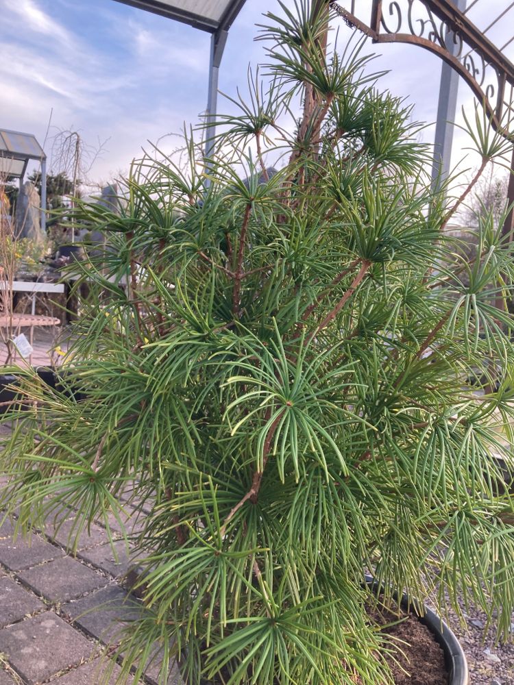 Sciadopitys verticillata Japan.Schirmtanne